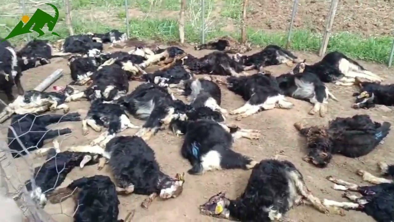 Bingöl Balpınar Köyü’nde Kurt Saldırısı: 40 Keçi Öldü