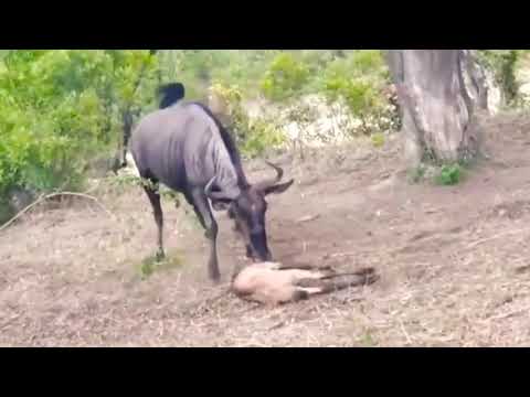 leopar'ın öküz başlı antilop yavrusu avlaması