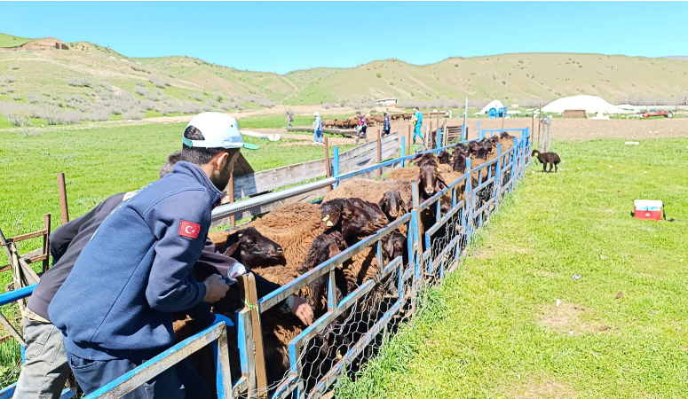 Bingöl’de küçükbaş hayvanlar aşılandı