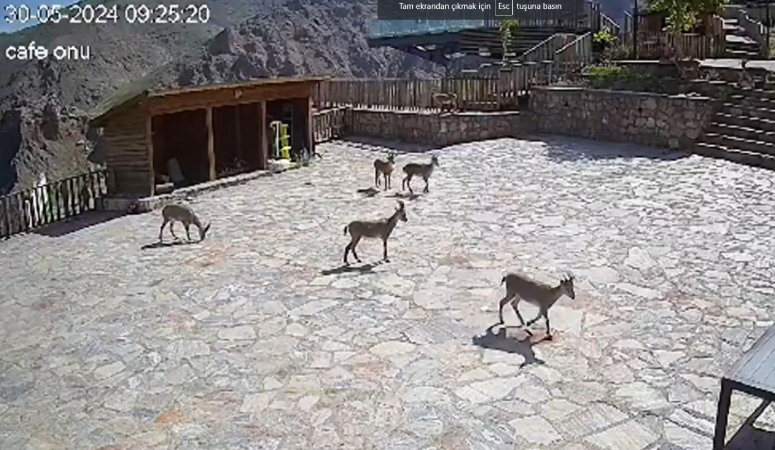 Yaban keçileri bu kez tepeye değil, seyir terasına çıktı