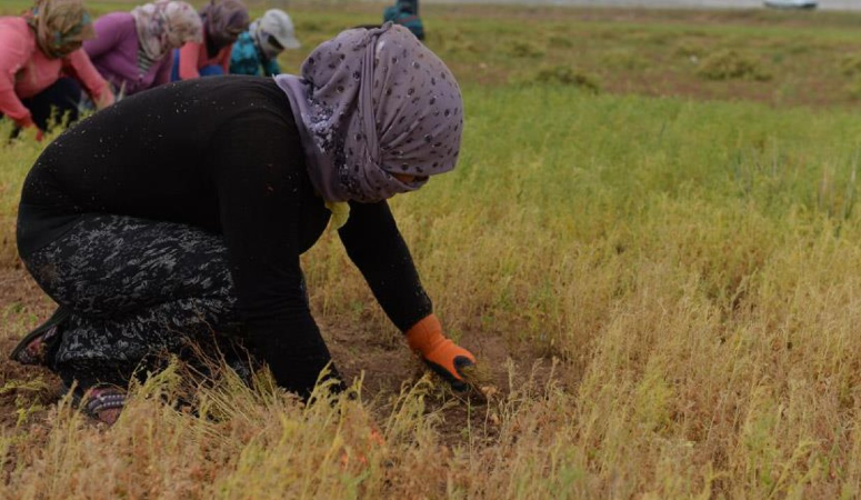 En ucuz manavda kilosu 30 TL’ye dayandı: Vatandaşın demirbaş sebzesi sofralarda aranır oldu