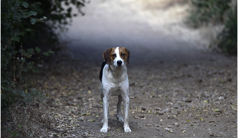 Silvan Belediyesi’nden barınağa götürülen köpeklere yönelik açıklama