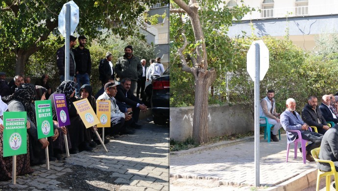 Kayyım, ‘polise görüş açısı’ için 20 yıllık ağacı budadı