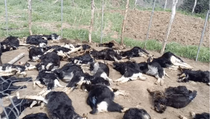 Bingöl Balpınar Köyü’nde Kurt Saldırısı: 40 Keçi Öldü