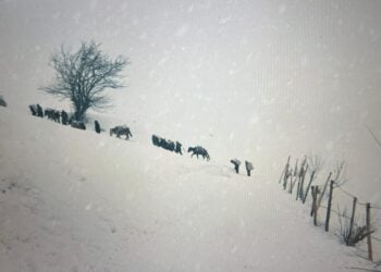 Kürdistan’ın Tarihine Sinemadan Bakmak: "Dağlardan Başka Tanık Yok" Filmi 3 Ekim’de Vizyonda