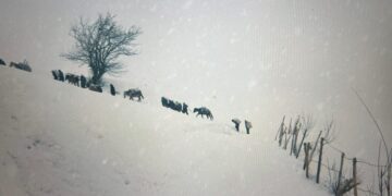 Kürdistan’ın Tarihine Sinemadan Bakmak: "Dağlardan Başka Tanık Yok" Filmi 3 Ekim’de Vizyonda