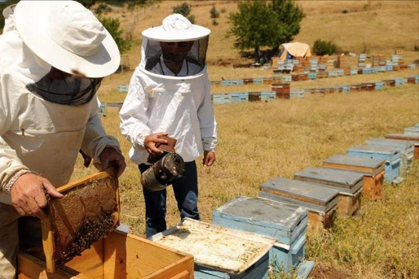 8. Geleneksel Bingöl Bal Yarışması Başvuruları Başladı: Son Tarih 20 Eylül 2025