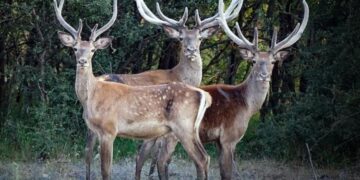 Mahkemeden 'Av İhalesi' İçin Yürütmeyi Durdurma Kararı
