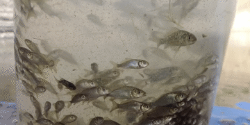 Bingöl'de 1 Milyon 470 Bin Yavru Sazan Barajlara Bırakıldı