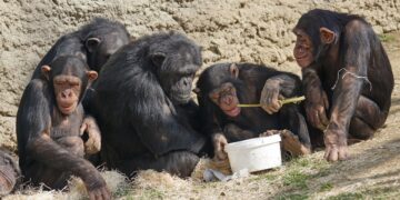 Primat Araştırması: Cinsiyetler Arası İlişkiler Hiyerarşiden Çok Uyum ve Bağlamsallık Üzerine Kurulu