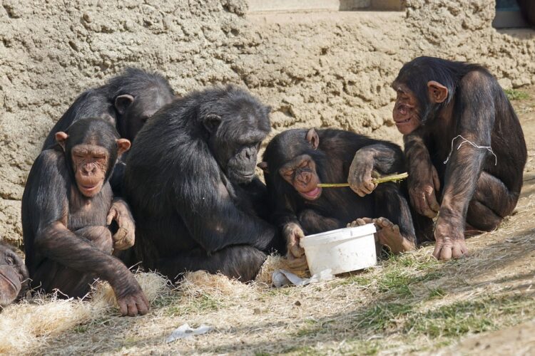 Primat Araştırması: Cinsiyetler Arası İlişkiler Hiyerarşiden Çok Uyum ve Bağlamsallık Üzerine Kurulu