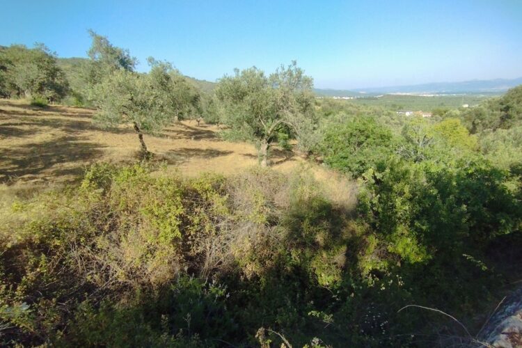 Tarım ve Orman Bakanlığı’ndan Devrim Niteliğinde Karar: İşlenmeyen 14 Bin Dekar Tarım Arazisi Kiralık!