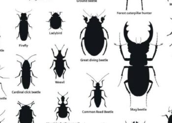 Bingöl'de Siyah Böcek Popülasyonu Artıyor: Tarım Müdürlüğü Açıklama Yaptı