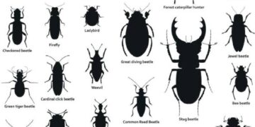 Bingöl'de Siyah Böcek Popülasyonu Artıyor: Tarım Müdürlüğü Açıklama Yaptı