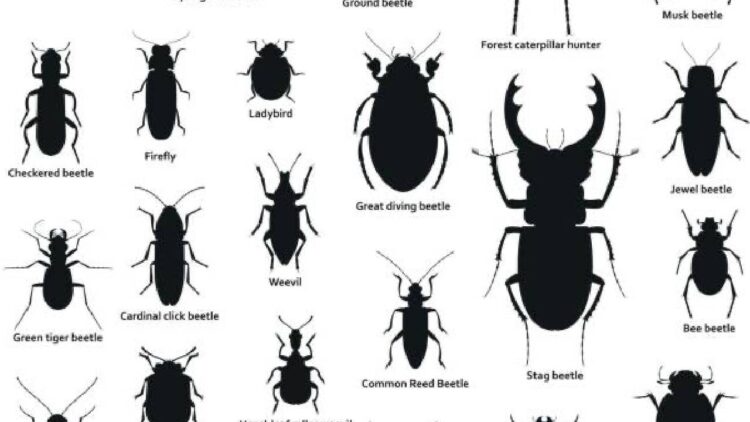Bingöl'de Siyah Böcek Popülasyonu Artıyor: Tarım Müdürlüğü Açıklama Yaptı