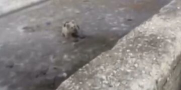 Yayladere'de Sulama Havuzuna Giren Yavru Ayı Kurtarıldı