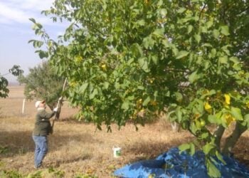 Bingöl'de Ceviz Hasadı Dönemi: Tarım Müdürlüğü'nden Üreticilere Uyarı