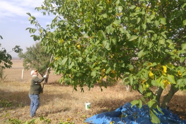 Bingöl'de Ceviz Hasadı Dönemi: Tarım Müdürlüğü'nden Üreticilere Uyarı
