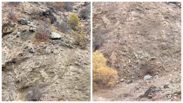 Bingöl'de Hesar Dağı'nda Dağ Keçileri Görüntülendi: Köylüler Nöbet Tutuyor