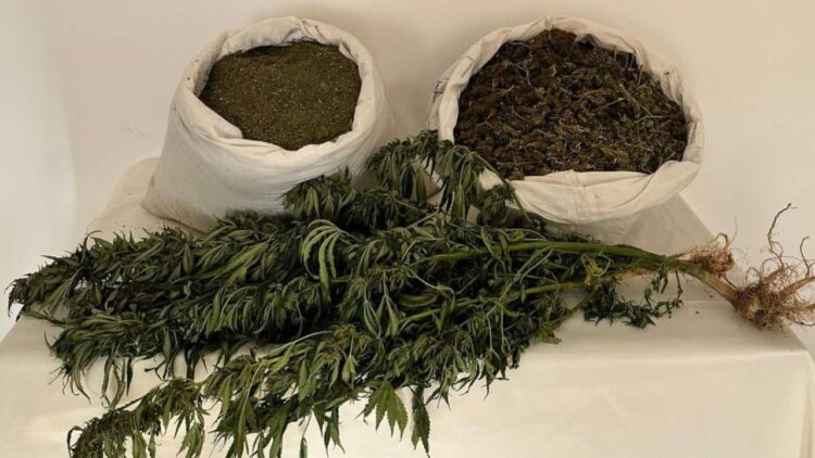 Bingöl Genç'te Uyuşturucu Operasyonu: 14 bin 350 Gram Skunk Ele Geçirildi