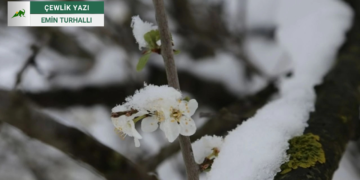 Kar yanıltmasın: Bir çiçekle bahar, bir karla denge gelmez