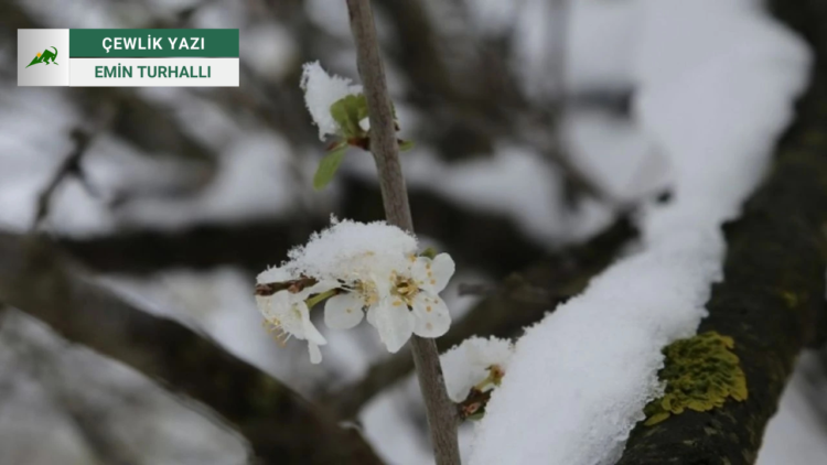 Kar yanıltmasın: Bir çiçekle bahar, bir karla denge gelmez