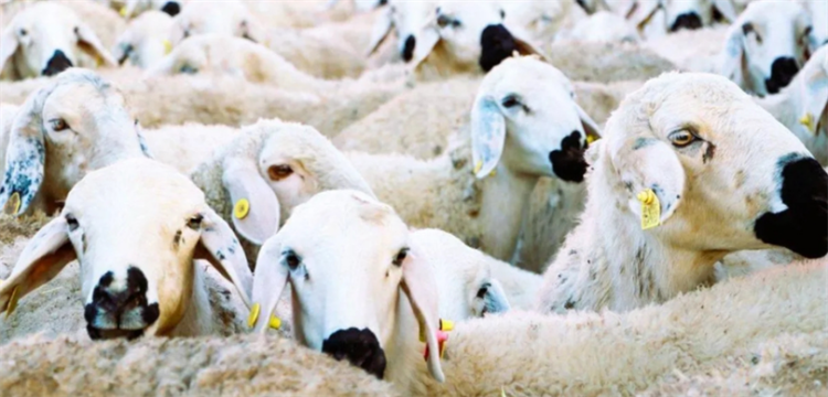 Kırsalda yeni dönem: 150 bin küçükbaş hayvan üreticiye dağıtılacak