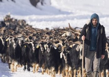 Bingöl'de 'Çobanlık' kursu açılıyor: Başvuru şartları neler?