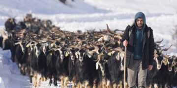 Bingöl'de 'Çobanlık' kursu açılıyor: Başvuru şartları neler?