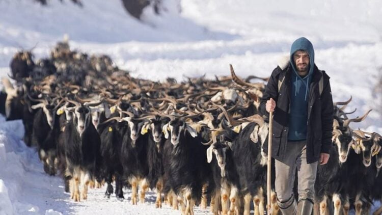 Bingöl'de 'Çobanlık' kursu açılıyor: Başvuru şartları neler?
