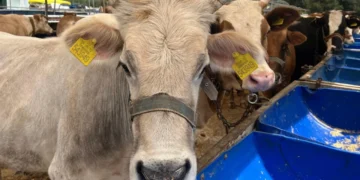 Bingöl'de kurban satış ve kesim yerleri belirlendi: Kurallara uymayanlar 1.764 TL ceza