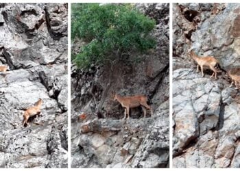 Bingöl dağlarında görsel şölen: Dağ keçileri görüntülendi