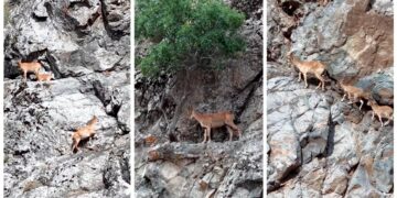 Bingöl dağlarında görsel şölen: Dağ keçileri görüntülendi