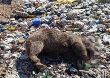 Kiğı'da üç ayı katledildi: Bingöl Valiliği'nden açıklama geldi